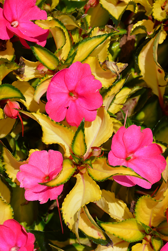 Click to view a full-size photo of SunPatiens Compact Tropical Rose New Guinea Impatiens (Impatiens 'SunPatiens Compact Tropical Rose') at Flowerland SunPatiens Compact Tropical Rose New Guinea Impatiens (Impatiens 'SunPatiens Compact Tropical Rose') at Flowerland