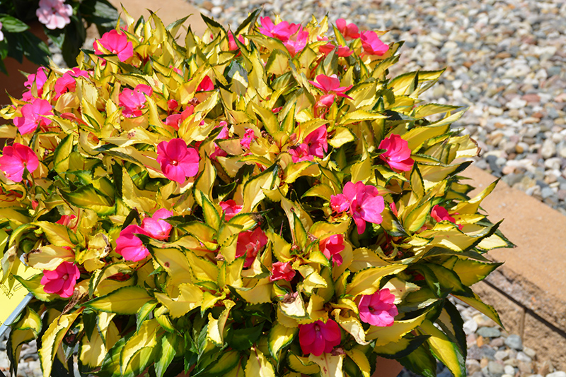 Click to view a full-size photo of SunPatiens Compact Tropical Rose New Guinea Impatiens (Impatiens 'SunPatiens Compact Tropical Rose') at Flowerland SunPatiens Compact Tropical Rose New Guinea Impatiens (Impatiens 'SunPatiens Compact Tropical Rose') at Flowerland