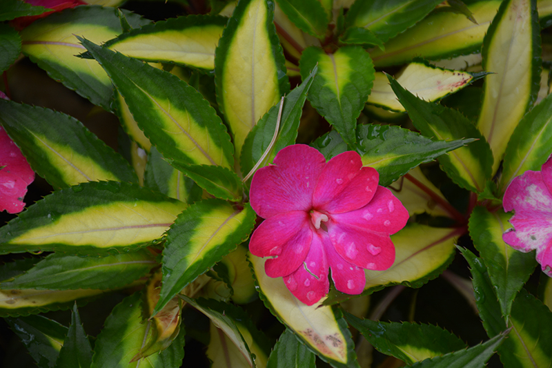 Click to view a full-size photo of SunPatiens Compact Tropical Rose New Guinea Impatiens (Impatiens 'SunPatiens Compact Tropical Rose') at Flowerland SunPatiens Compact Tropical Rose New Guinea Impatiens (Impatiens 'SunPatiens Compact Tropical Rose') at Flowerland