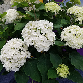 Plant Photo 2
