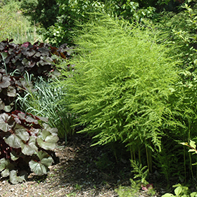 Plant Photo 7