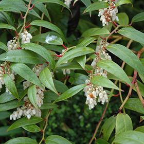 Plant Photo 7