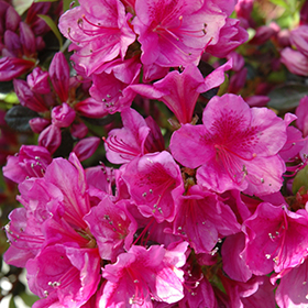Plant Photo 3