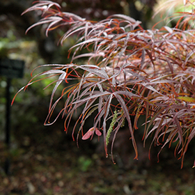 Plant Photo 10