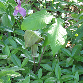 Plant Photo 7