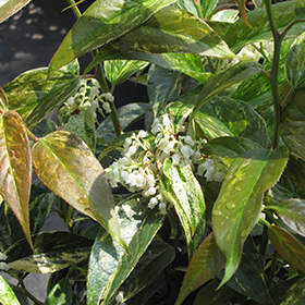 Plant Photo 5
