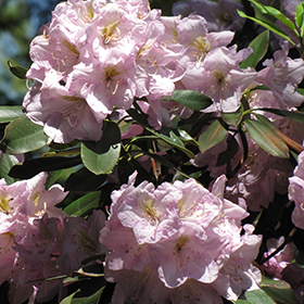 Plant Photo 3