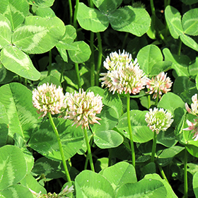 Plant Photo 2