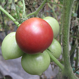 Plant Photo 6