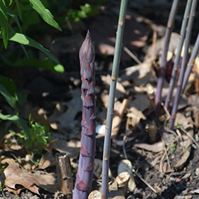 Plant Photo 8