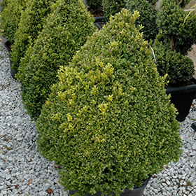 Plant Photo 3