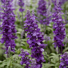 Plant Photo 4