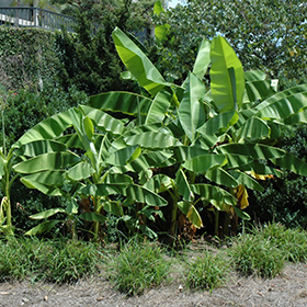 Plant Photo 7