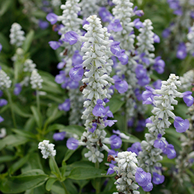 Plant Photo 3