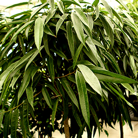 Plant Photo 6