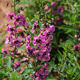 Plant Photo 5