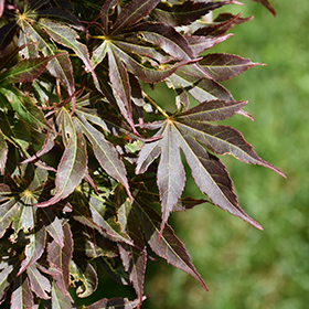Plant Photo 6