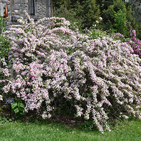 Plant Photo 10