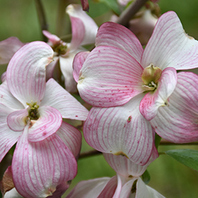 Plant Photo 5