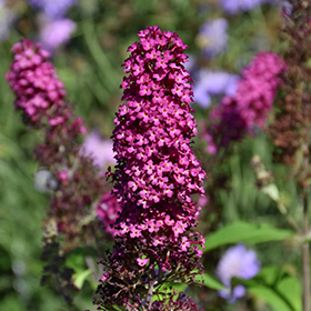 Plant Photo 2