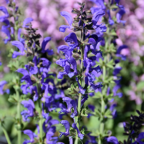Plant Photo 6