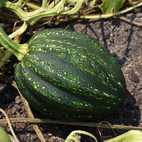 Plant Photo 6