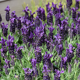 Plant Photo 9
