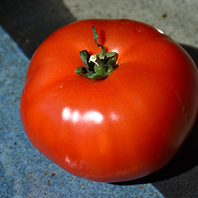 Plant Photo 9