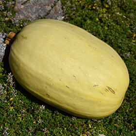 Plant Photo 4