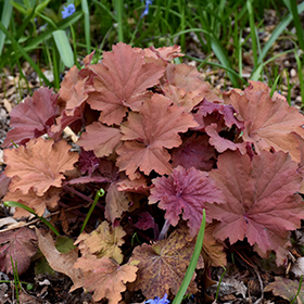 Plant Photo 8