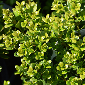 Plant Photo 8