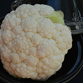 Plant Photo 9