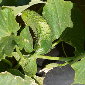 Plant Photo 8