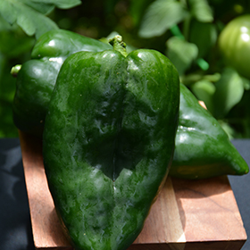 Plant Photo 8