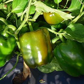 Plant Photo 5