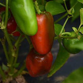 Plant Photo 10