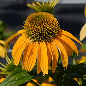 Plant Photo 5