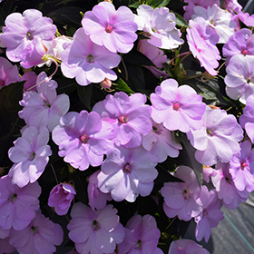 Plant Photo 4