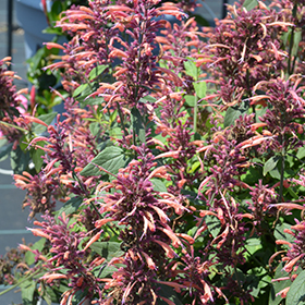 Plant Photo 4