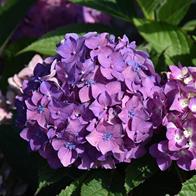 Plant Photo 7