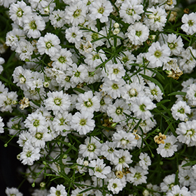 Plant Photo 8