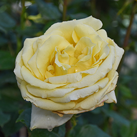 Plant Photo 9