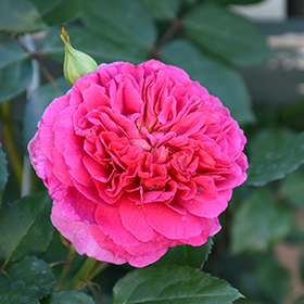 Plant Photo 5