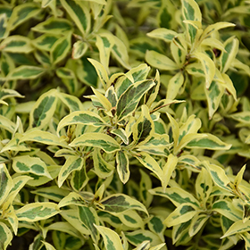 Plant Photo 2
