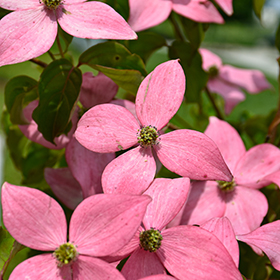 Plant Photo 2