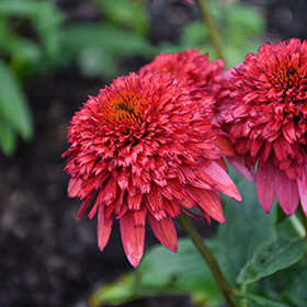 Plant Photo 10