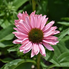 Plant Photo 7