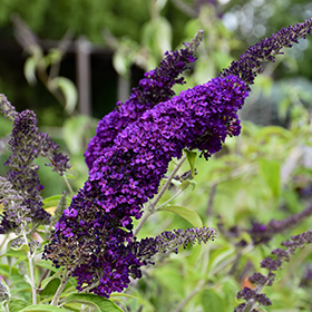 Plant Photo 1