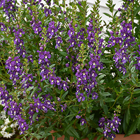 Plant Photo 6